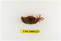 藏品(北方丑招潮蟹)的圖片